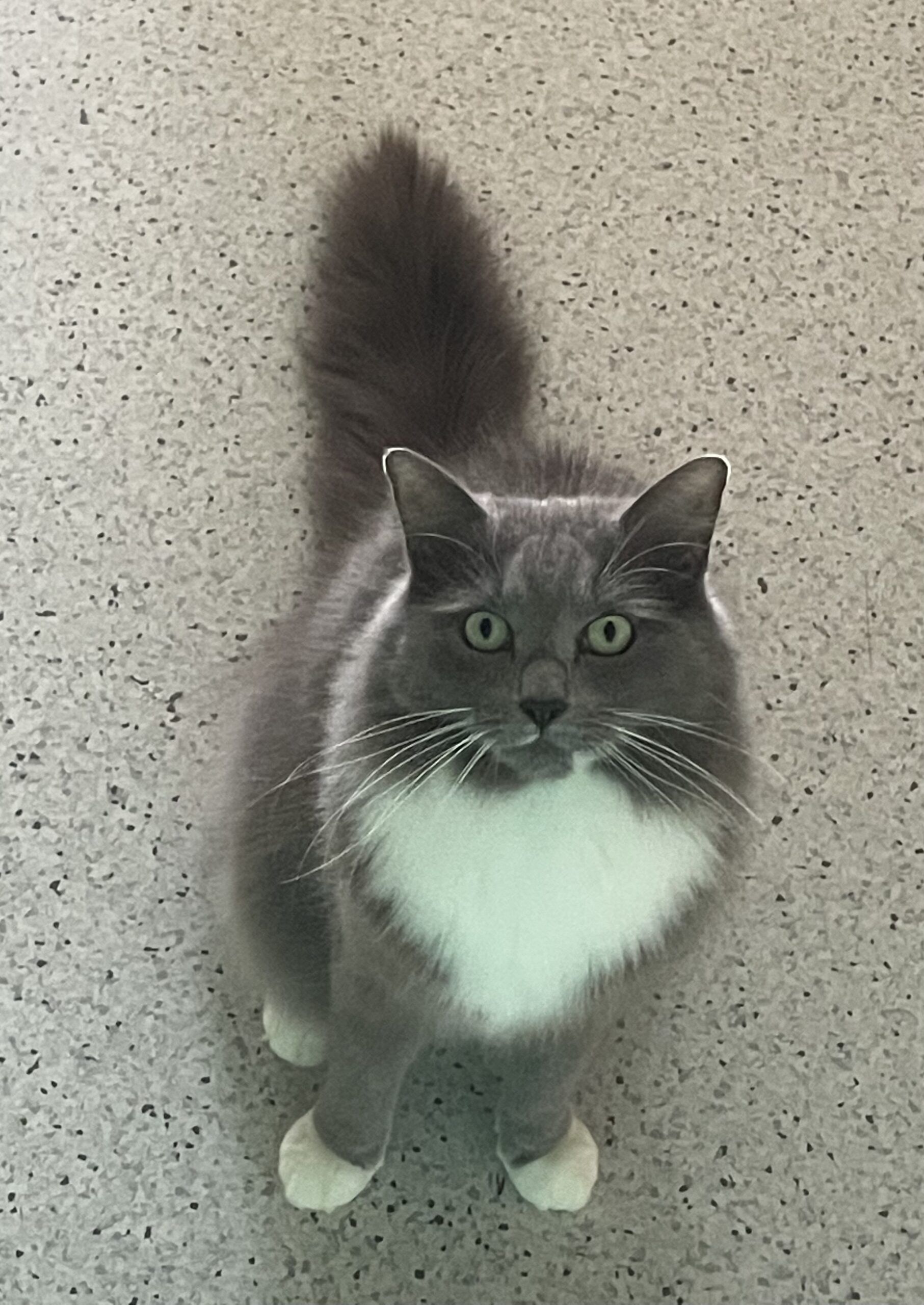 IVORY CREEK PET RETREAT A fully climate controlled boutique boarding