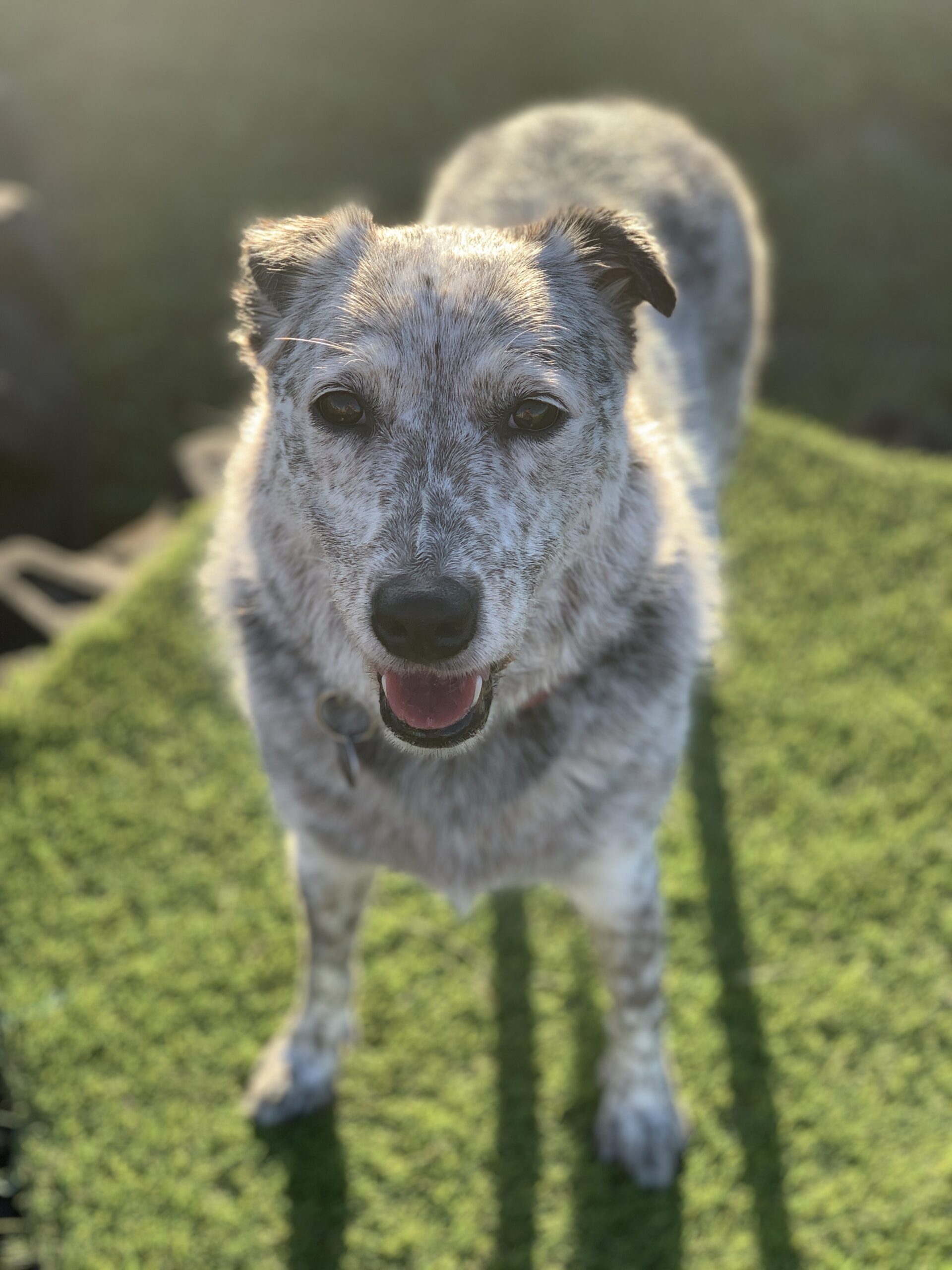 IVORY CREEK PET RETREAT A fully climate controlled boutique boarding